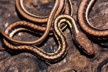 Dendrelaphis Tristis. Common Indian Bronzeback. Non venomous. Katraj Snake Park, Park, Maharashtra, India.