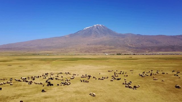 Sheeps grazing, Noah's Mount Ararat Meadow, Agri Dagi, Turkey