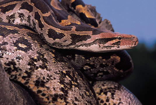 Python Molurus Molurus. Indian Rock Python. Non venomous. Katraj  Snake Park, Pune, Maharashtra, India.