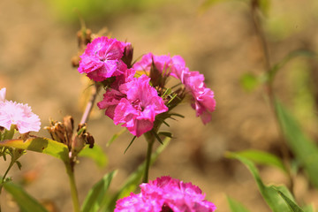 Obraz premium Sweet William (Dianthus barbatus) beautiful flowers in a summer garden close-up. Retro style toned