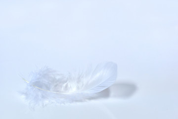 A white fluffy delicate feather lies against a white background with space for text
