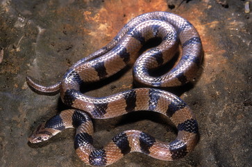 Obraz premium Oligodon arnensis COMMON INDIAN KUKRI SNAKE. Non venomous. Adult. Photographed in Pune (=Poona district) Maharashtra, INDIA. Often mistaken for the venomous banded krait.