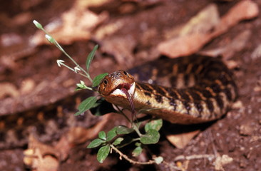 Xenochrophis piscator CHECKERED KEELBACK WATER SNAKE. Non venomous. Note bifid tongue. Photographed near Nasrapur, Pune (=Poona district) Maharashtra, INDIA.