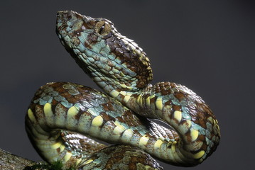 Fototapeta premium Trimeresurus malabaricus MALABAR PIT VIPER. Venomous. Amboli, Maharashtra, INDIA.