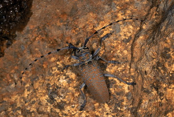 LONGHORN BEETLE ON GRANITE. Photographed near Basapur village, Karnataka, INDIA.