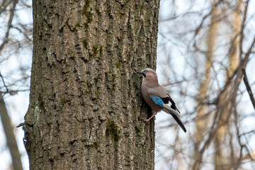 Jay bird (Garrulus glandarius) on a tree in the forest