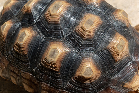 pattern of hard tortoiseshell, closeup image of turtle animal