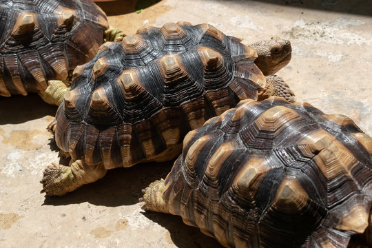 turtle animal of long life in wildlife
