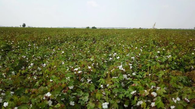 Ripe Raw Cotton Field in nature of Cukurova, Adana, Turkey