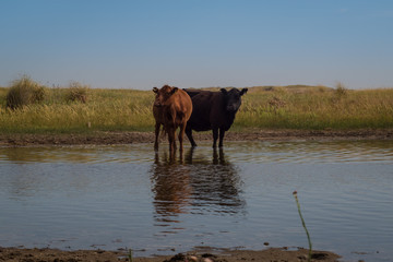 Couple of cows standing on lagoon in the middle of the field