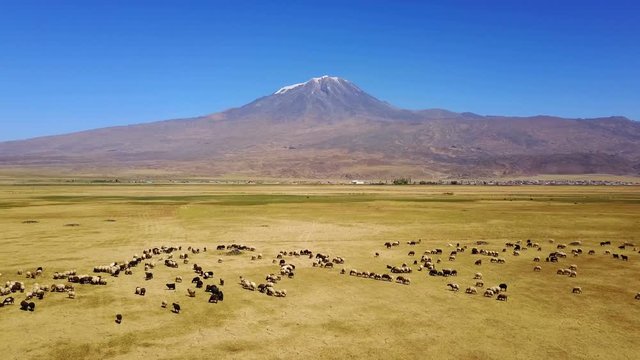 Sheeps grazing, Noah's Mount Ararat Meadow, Agri Dagi, Turkey