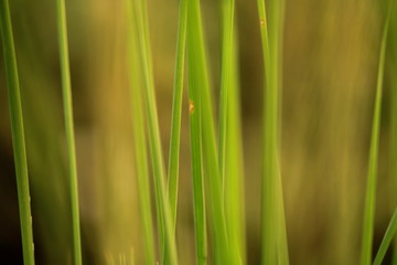 Long Green Grass with green background