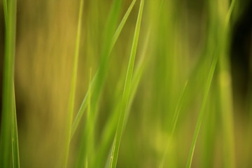 Long Green Grass with green background