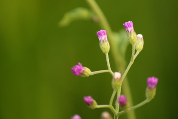 In botany, a purple bud or bud is an undeveloped or embryonic shoot and normally occurs in the axil of a leaf or at the tip of a stem