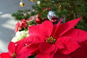 ポインセチア