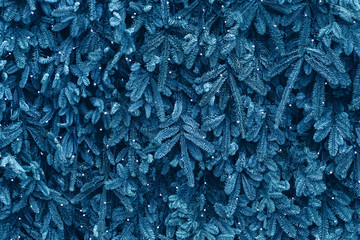 Texture of wall decorated with garlands and blue pine fir branches. Christmas background in classic color of new year 2020.
