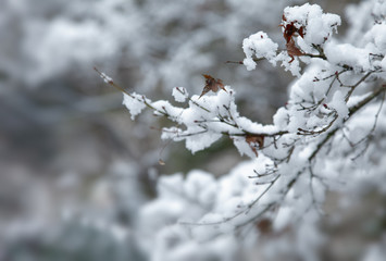 枯れ紅葉に積もる雪 #02 / 山口県岩国市横山紅葉谷公園
