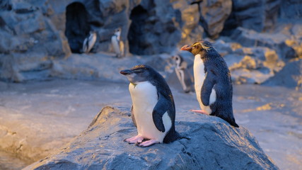 Obraz premium ペンギン