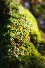 寄生者・植物？苔？ #02 / 山口県岩国市横山紅葉谷公園