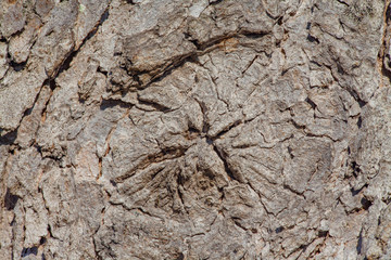 close-up of a tree bark