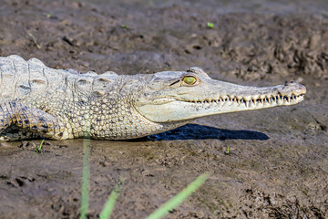 Caiman Crocodile resting at the riverbank of the Sierpe Mangrove national Park in Costa Rica wildlife