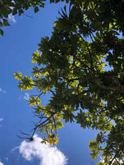 Beautiful sloth in its natural habitat 