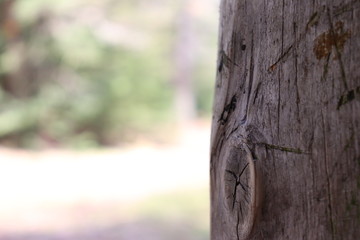 Obraz premium Trunk of a tree in focus with a green lush campground in the background with cuts in the weathered wood