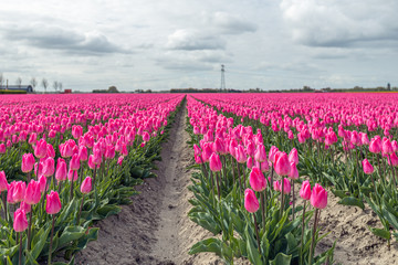 Seemingly endless rows with pink flowering tulip bulbs. In the background are high voltage lines and a power pylon.  The photo was taken in springtime on the former Dutch island Goeree-Overflakkee. © Ruud Morijn