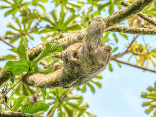 Naklejka premium A brown throated 3 toed sloth hanging i a tree with a Baby in Costa Rice Rainforest national park