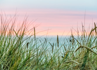 grass and sky