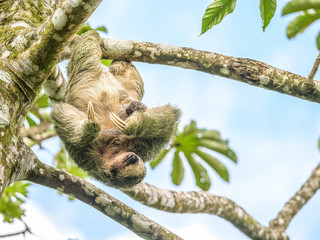 Fototapeta premium A brown throated 3 toed sloth hanging i a tree with a Baby in Costa Rice Rainforest national park