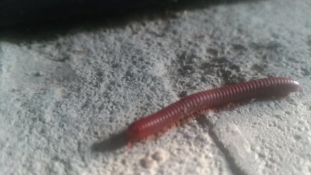 The "Millipede" body is cylindrical, with 25-100 segments, each segment has only a pair of legs and each abdomen has five pairs of legs and two pairs of spiracles.