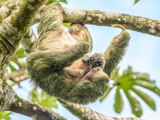 A brown throated 3 toed sloth hanging i a tree with a Baby in Costa Rice Rainforest national park © CL-Medien