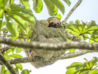 A brown throated 3 toed sloth hanging i a tree with a Baby in Costa Rice Rainforest national park