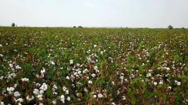 Ripe Raw Cotton Field in nature of Cukurova, Adana, Turkey
