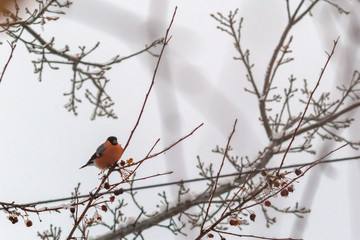 bullfinch on a branch