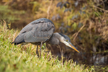 Obraz na płótnie Canvas one great blue heron standing on the edge of the pond searching for fish swim by 