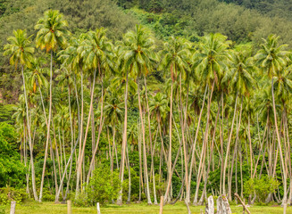 palmeraie de Polynésie francaise 