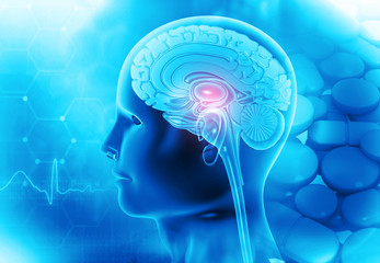 Obraz premium Human brain anatomy on scientific background. 3d illustration .