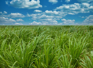 green field and sky