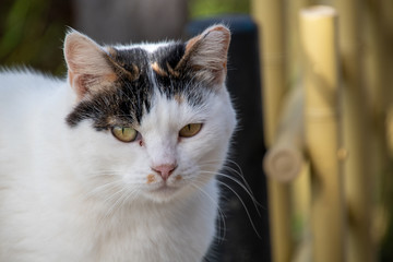 ネコの顔のクロ－ズアップ　　　京都