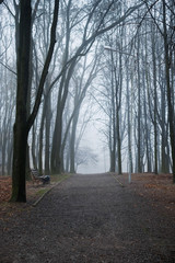 The foggy dark forest in the morning looks magical