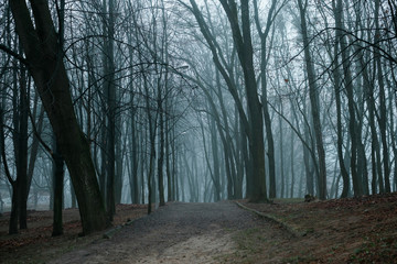 Obraz premium The foggy dark forest in the morning looks magical