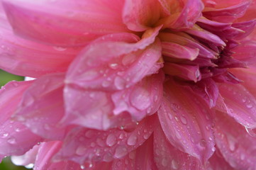 Fototapeta premium Flor
