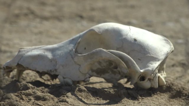 White and sun-burned dog skull lies in the sand on salt lake during the hot season. Macro view in wildlife
