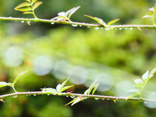公園の植物と光