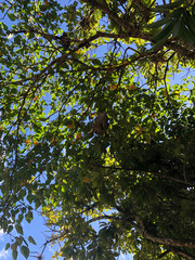 Beautiful sloth in its natural habitat 