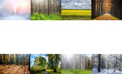 Collage seasons . All season. Seasons in one photo. Winter spring summer autumn. Tree branch. Grass...