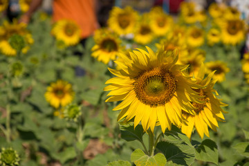 Fototapeta premium daytime Thailand outdoor garden background many sunflower nature is beautiful wallpaper