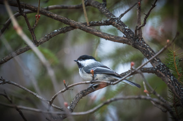 Fototapeta premium bird on a branch